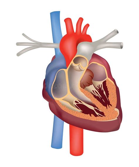 Heart Structure Anatomy Heart Cross Section Stock Vector