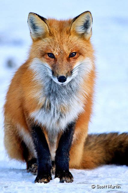 Red Fox Animals Animals Beautiful Cute Animals