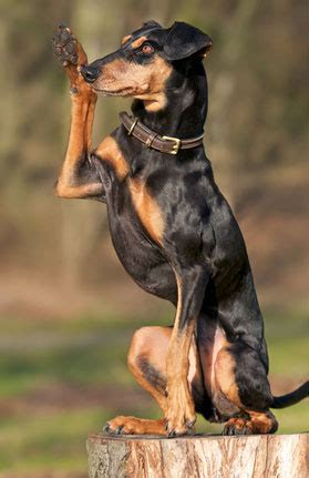 Deutscher Pinscher - Charakter - Wesen | Hunde-fan.de