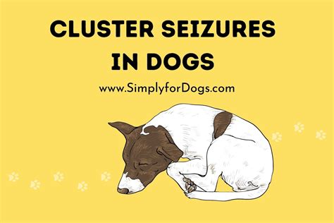 Cluster Seizures In Dogs Permanent Solution Simply For Dogs