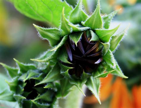 Free Images Sunflower Helianthus Buds Budding