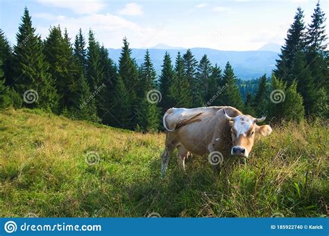 Cow Grazing On A Green Meadow In Mountains Stock Photo Image Of