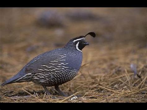 Check spelling or type a new query. Quail - California Quail Information for Kids
