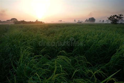 Golden Sunshine Light On Rice Paddy Field In The Morning Stock Image