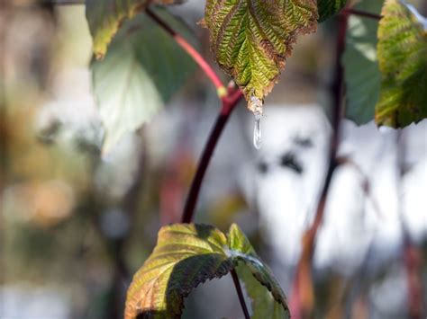 What Is Raspberry Leaf Curl Virus Treating Curled Leaves On Raspberries