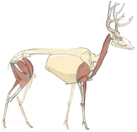 Image Result For Deer Skeleton Leg Reference Anatomy Reference