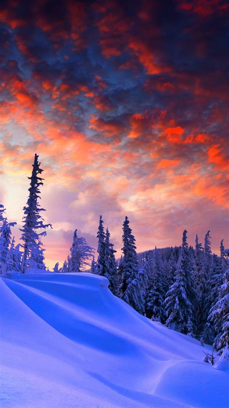 Обои лес зима Forest Snow Winter Sunrise Clouds 8k Природа 17357