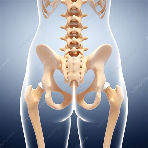 Human Pelvic Bones Artwork Stock Image F0071263 Science Photo