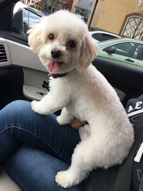 Love This Summer Ready Haircut On Him Maltese Dogs Haircuts Puppy