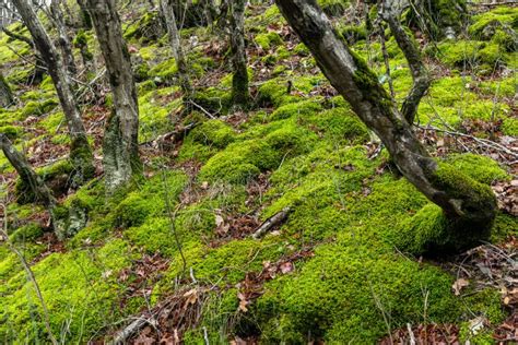 Trees Covered With Green Moss Stock Image Image Of Branch Moss 52406861