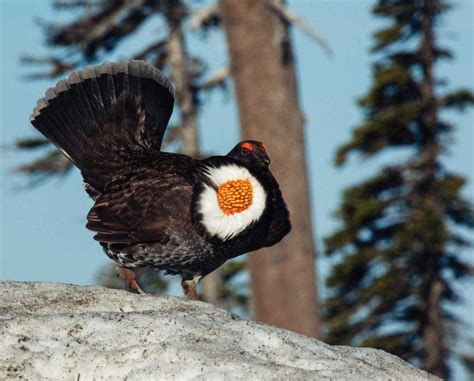 Sooty Grouse Dendragapus Fuliginosus The Blue Grouse Subspecies