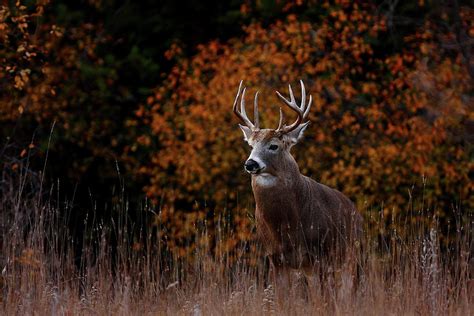 Big Buck In Fall White Tailed Deer By Jim Cumming
