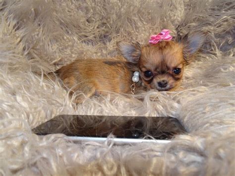 Xxxxxxxs Micro Tiny Kc Registered Sable And White Long Haired Chihuahua