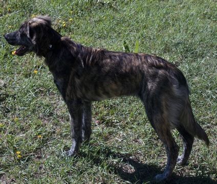 Cedar crest mini aussies are located in beautiful northwest kansas. View Ad: Australian Shepherd-Dutch Shepherd Dog Mix Puppy ...