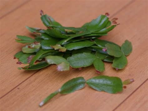 This houseplant watering guide should help you out. How to Take Cuttings from Cacti and Succulents | Cactus ...