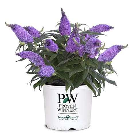 Proven Winners Buddleia Pugster Amethyst Shrub 2 Gallon Plants