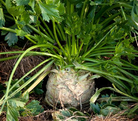 Growing Celery Root Lopez Island Kitchen Gardens