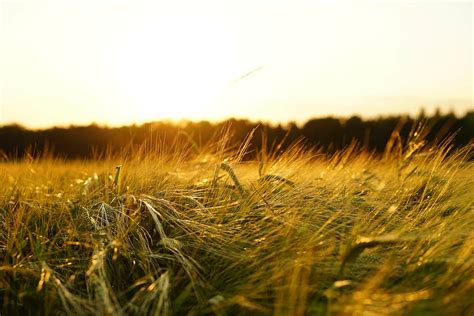 Hd Wallpaper Green Meadows During Daytime Barley Field Spike Grain