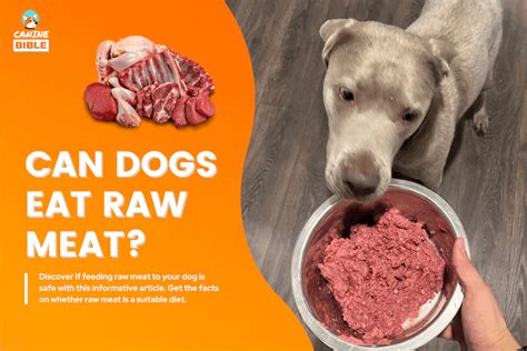 Why Feed Raw Meat To Dogs
