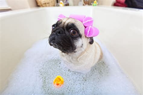 14 Absolutely Adorable Pugs That Will Melt Your Heart | slice.ca