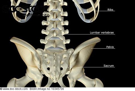 A Posterior View Of The Bones Of The Lower Back Royalty Free Image