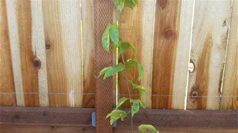 Trellis For A Passion Fruit Vine In Northern California Youtube