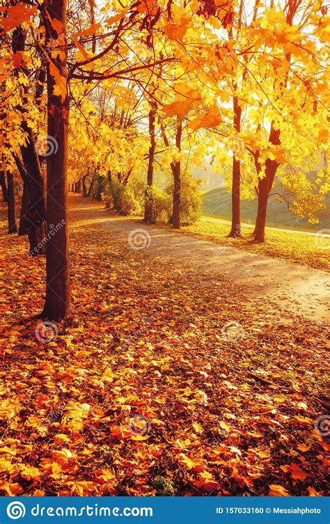 Fall Trees In Sunny Autumn Park Lit By Sunshine Sunny Autumn