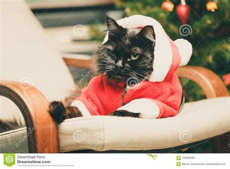 Festive Portrait Of Black Cat In Santa Claus Costume Stock Photo