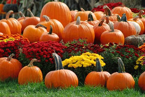Pumpkins And Fall Nature Wallpapers Top Free Pumpkins And Fall Nature