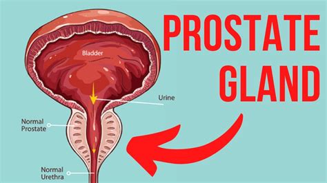 WHAT IS THE PROSTATE GLAND KEY INFORMATION YouTube