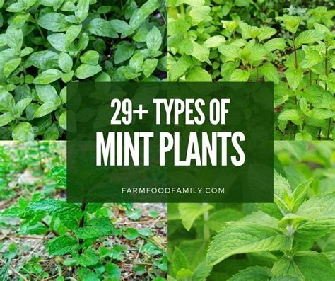 29 Different Types Of Mint Plants With Pictures Identification Guide