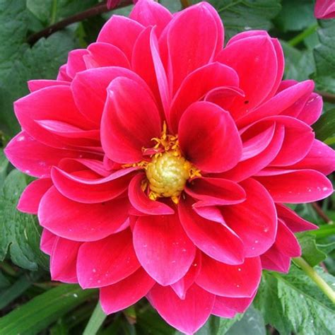 In alvarado, horchata de arroz is scented with flowers of the aztec marigold (cempasúchil or tagetes erecta). Pin by Ashley Garcia on Things based on Mexican Culture ...