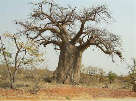 Baobab Tree Wallpaper Android Wallpaper Boabab Tree Le Baobab African Tree Weird Trees