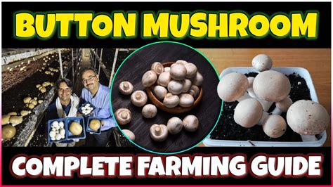 Button Mushroom Farming How To Grow Button Mushroom At Home Button
