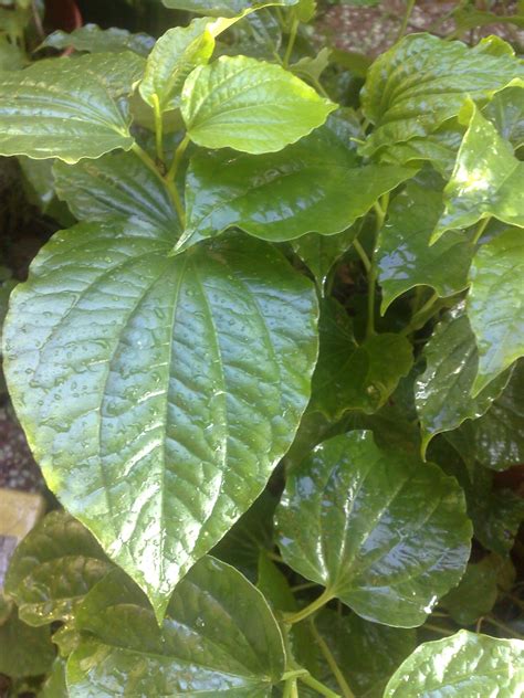 Khasiat dari daun katuk tidak hanya untuk mengobati beberapa penyakit dalam saja, akan tetapi untuk penyakit luar pun juga bisa, misalnya seperti borok, atau bisulan. FAMILY JANNATI: POKOK KADUK