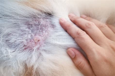 The Dermatitis In Dogshow Disease On Dog Skin Stock Image Image Of