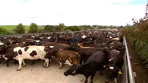 Drumlea Farm Waikato Dairy Farm New Zealand Sold 480p Xvid Youtube