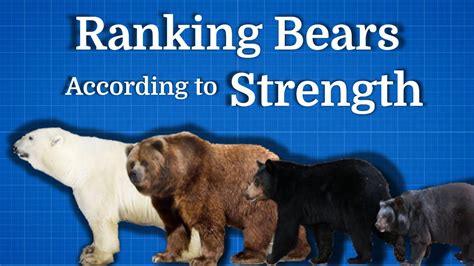 Ranking Bears By Strength Average To Inasanely Powerful Youtube