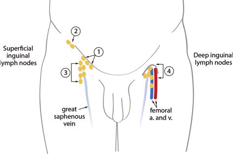 Diagram Of Lymph Nodes Of The Inguinal Region The Superficial Inguinal