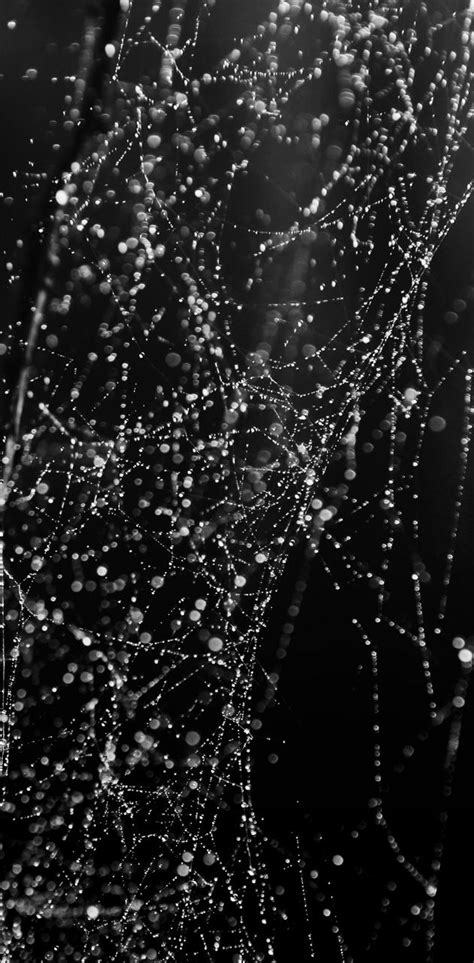 Wet Web Wallpaper By Thejanove Download On Zedge 2a86