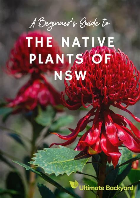 Native Plants Of Nsw Ebook Ultimate Backyard