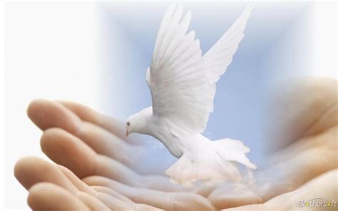 Dove Of Peace Peace And Love Revolution Club Wallpaper 25246250 Fanpop