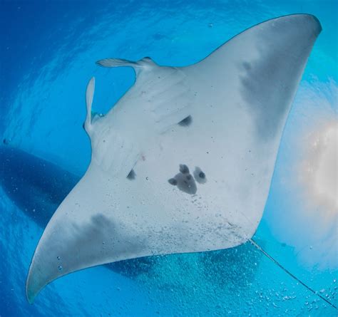 Scientists Discover Worlds First Known Manta Ray Nursery South China
