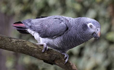 Timneh African Grey Facts Pet Care Personality Pictures