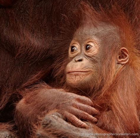 Find the top 10 most impressive animals ⭐ ¡don´t miss it! Indonesia - Orangutans in Borneo Photography Tour 14 Days ...