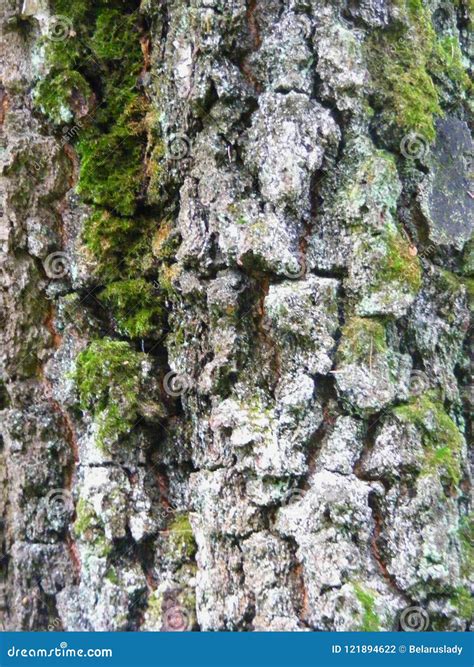 Close Up Of An Old Spruce Tree S Bark Texture Background Stock Photo