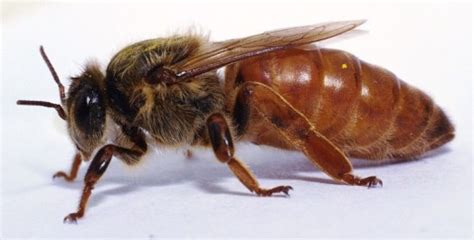 Honey Bee Queens Beekeeping