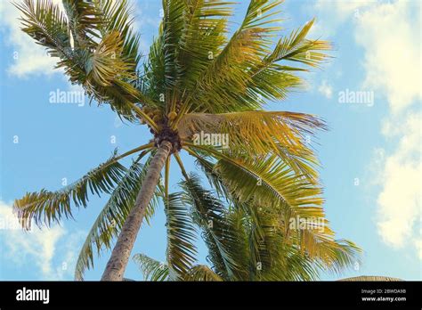 Miami Beach Coconut Palm Tree Hi Res Stock Photography And Images Alamy