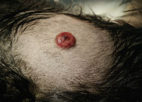 Usually, a little bleeding is nothing to be concerned about. Fatty Tumors on Dogs Getting Bigger, Rupturing, Causes and ...