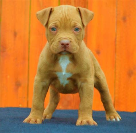 Red Nose Pitbull Puppies Information Pitbull Puppies
